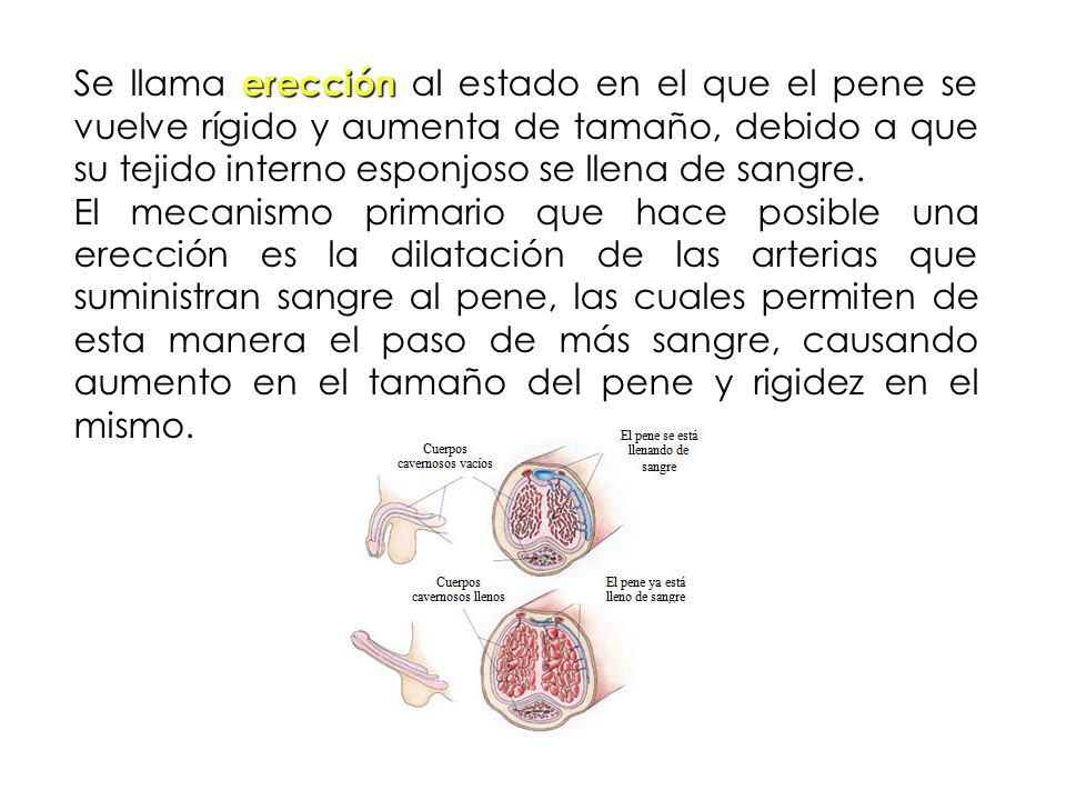 La cabeza del pene el aumento